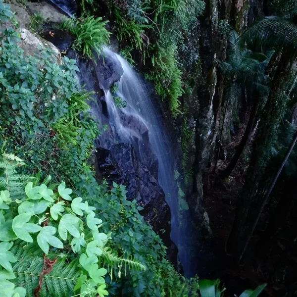 full day trip Premium Mount Tamborine Winery from Brisbane