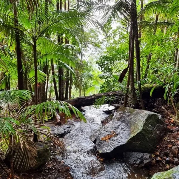 full dayPremium Mount Tamborine Winery Trip from Brisbane