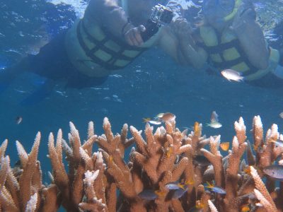 gagi tour outer reef cairns