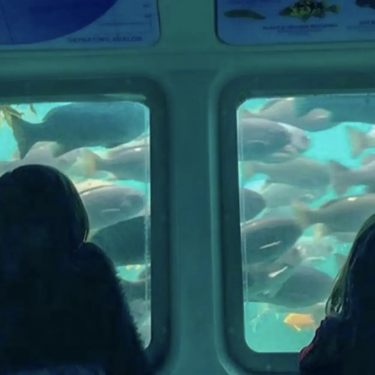 glass-bottom boat over coral reef