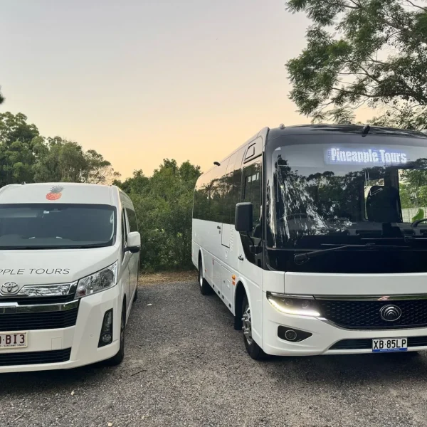 glow worm caves mt tamborine