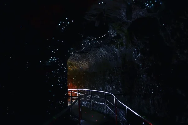 glow worm tour gold coast