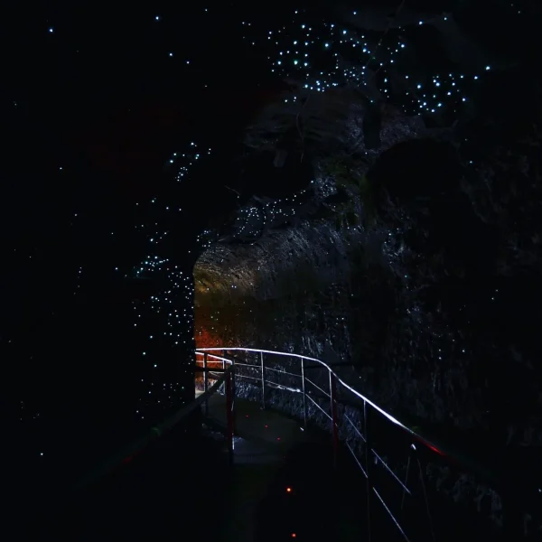 glow worm tour gold coast