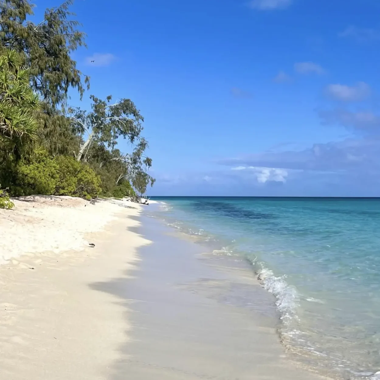 guided reef walk at low tide on heron island