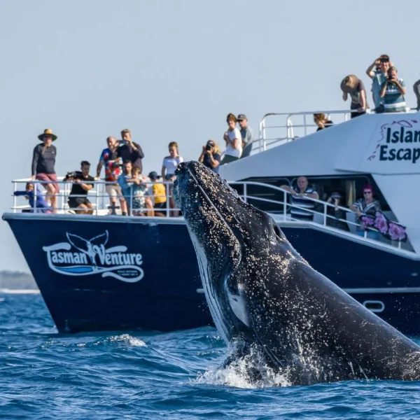 hervey bay whale tours