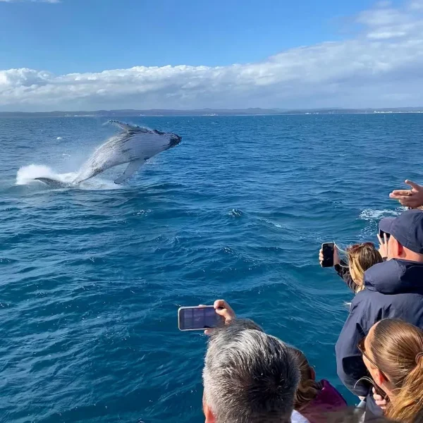 hervey bay whale watching season