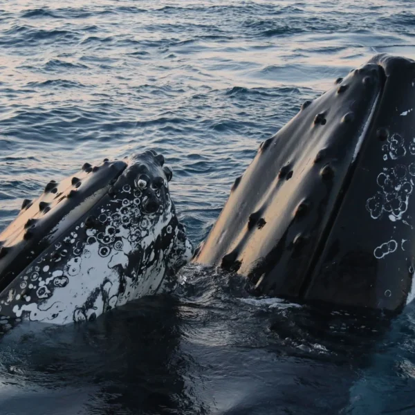 hervey bay whale watching tours