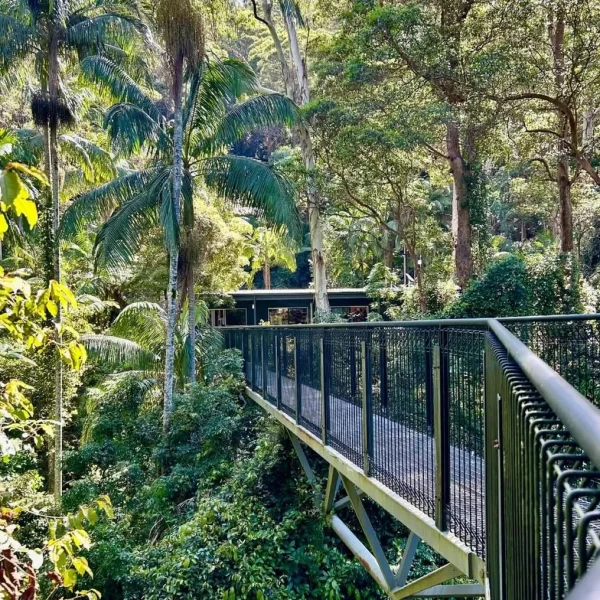 mt Tamborine Rainforest Skywalk Day Tour from Brisbane