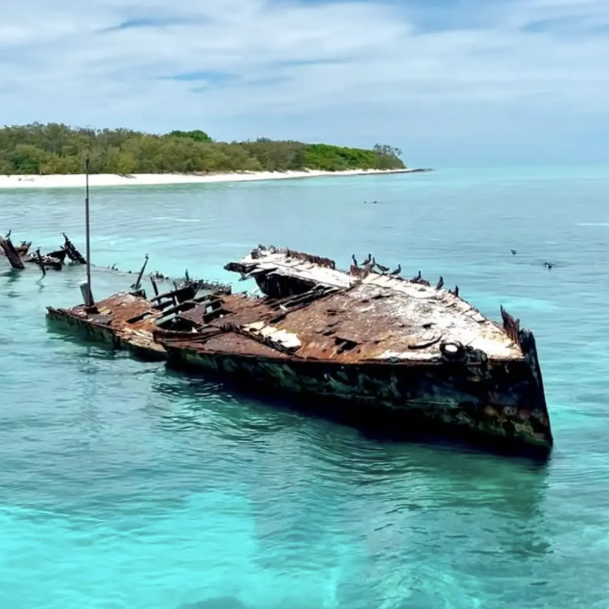 noddy terns nesting in heron island forest