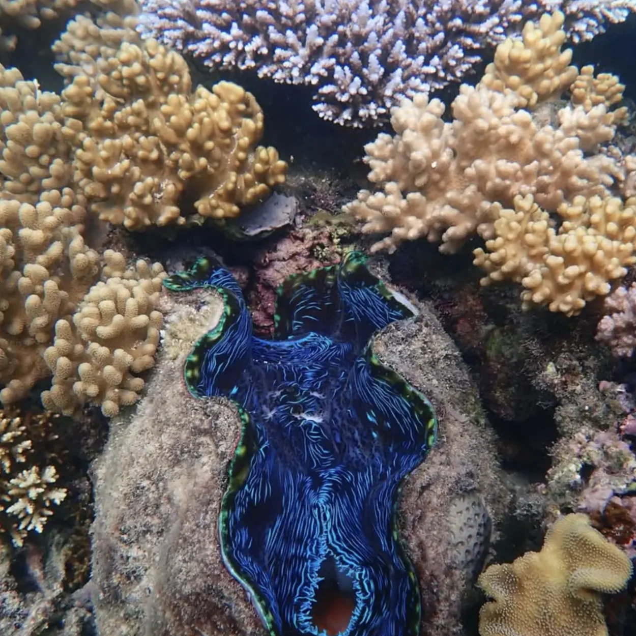 parrot fish and clownfish in Great Barrier Reef lagoon