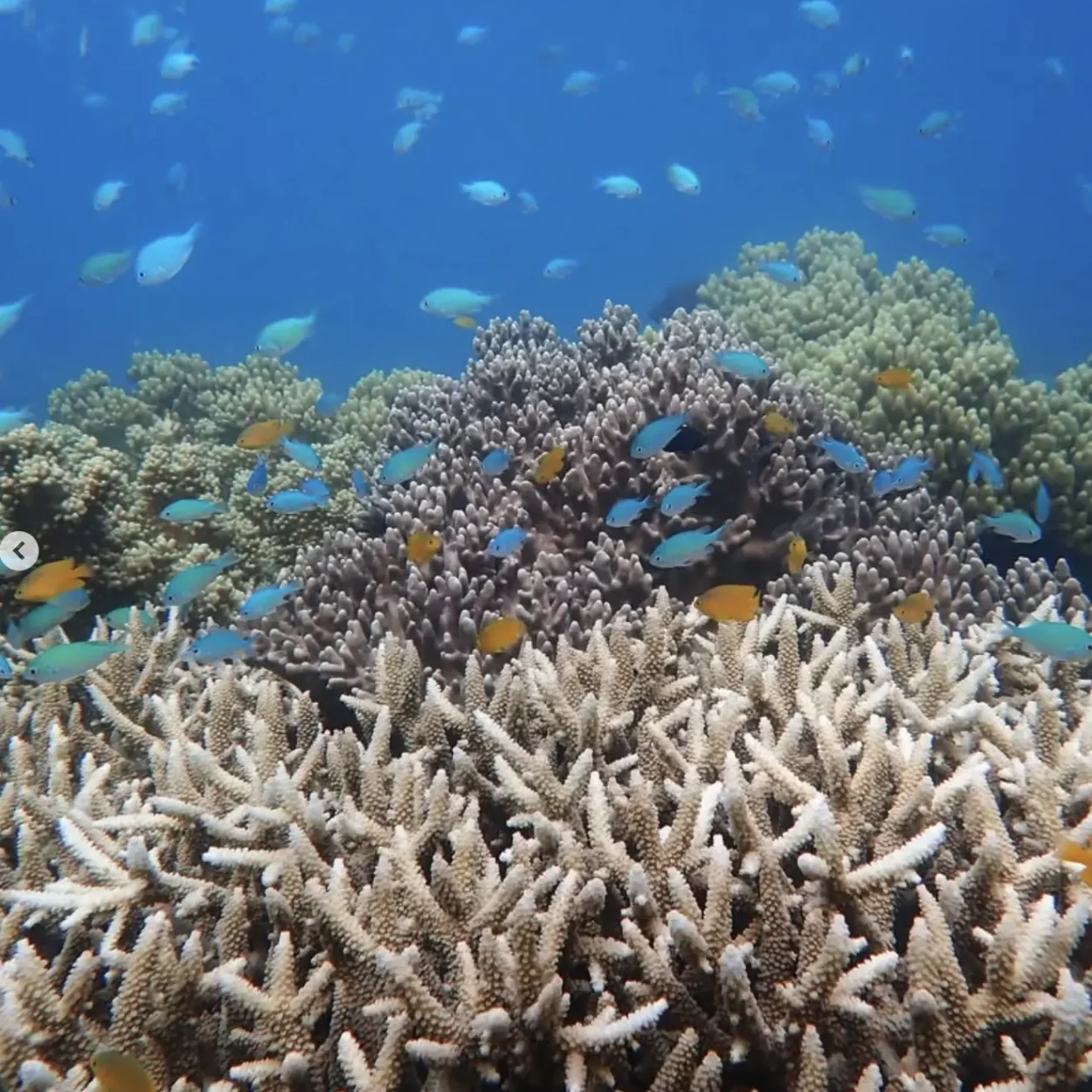 reef fishes swimming in shallow heron waters