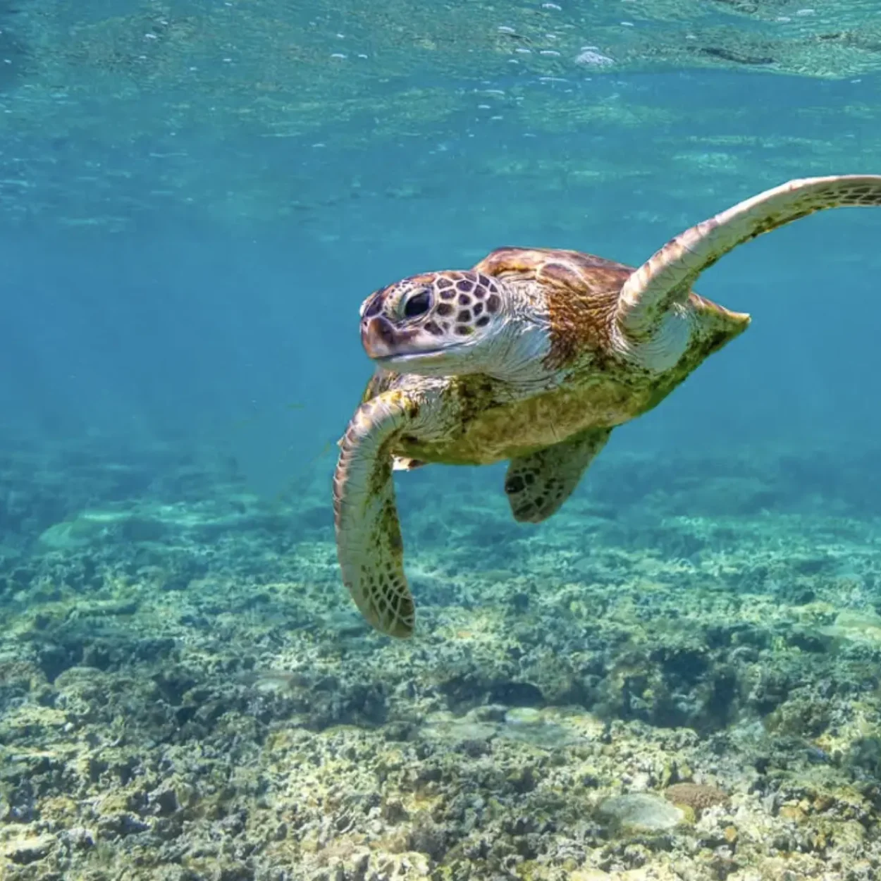 swimming on the best beaches of the Great Barrier Reef