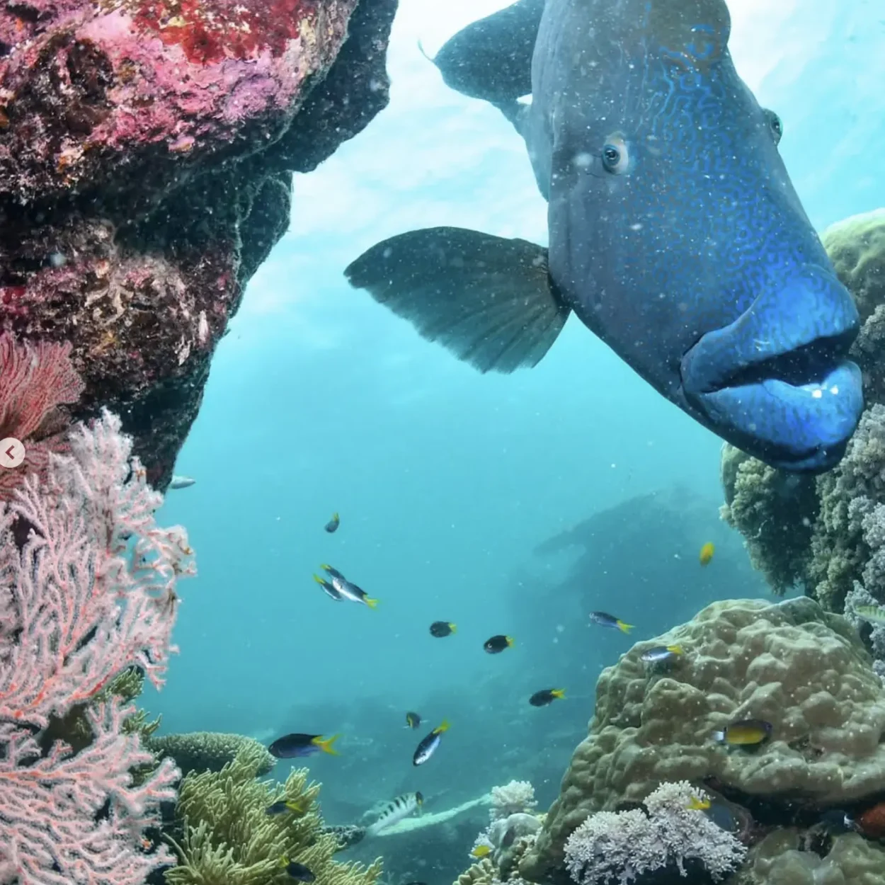 scuba diver exploring vibrant coral reef ecosystem