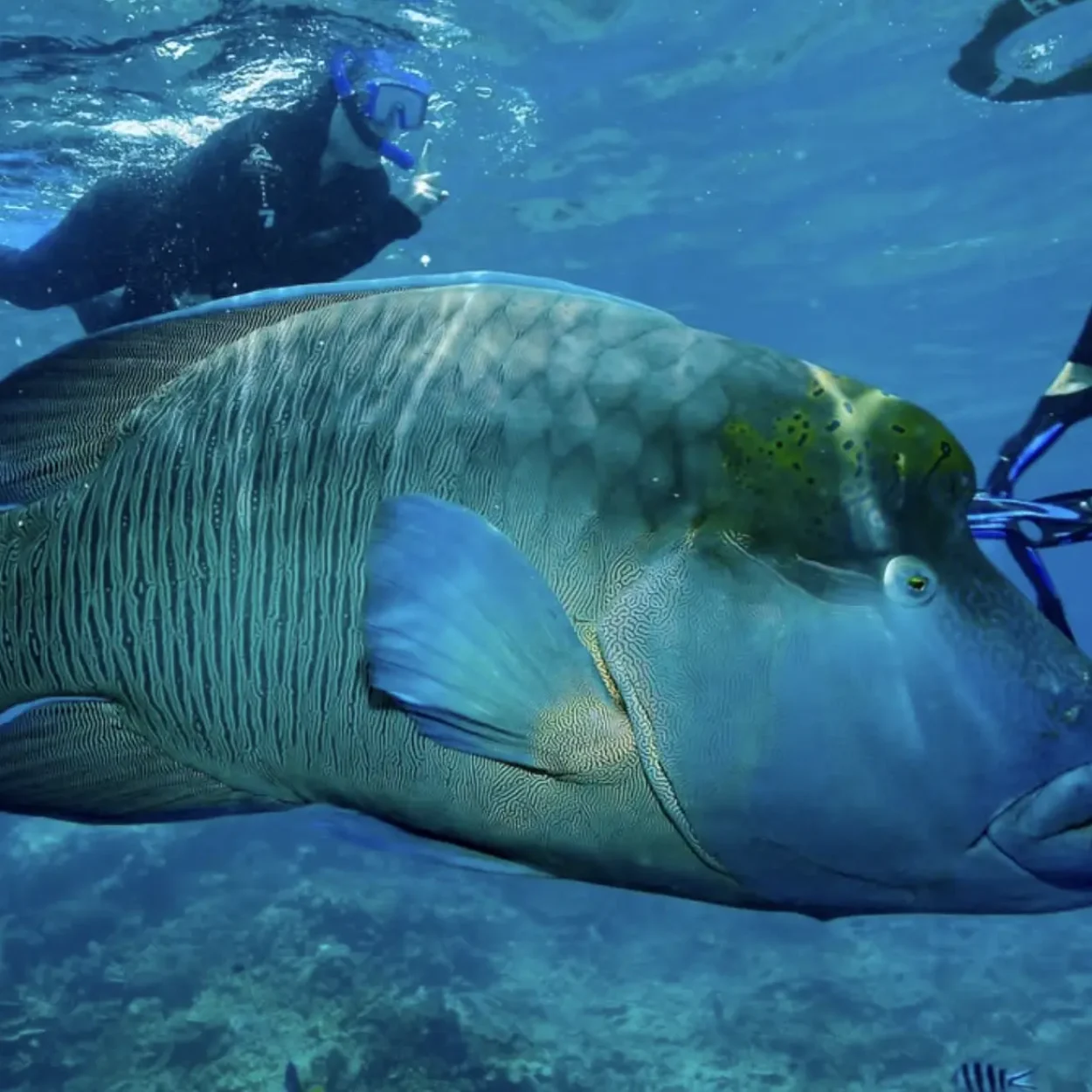sea fish swimming in world heritage reef waters