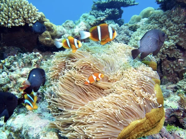 semi-submersible reef tour experience