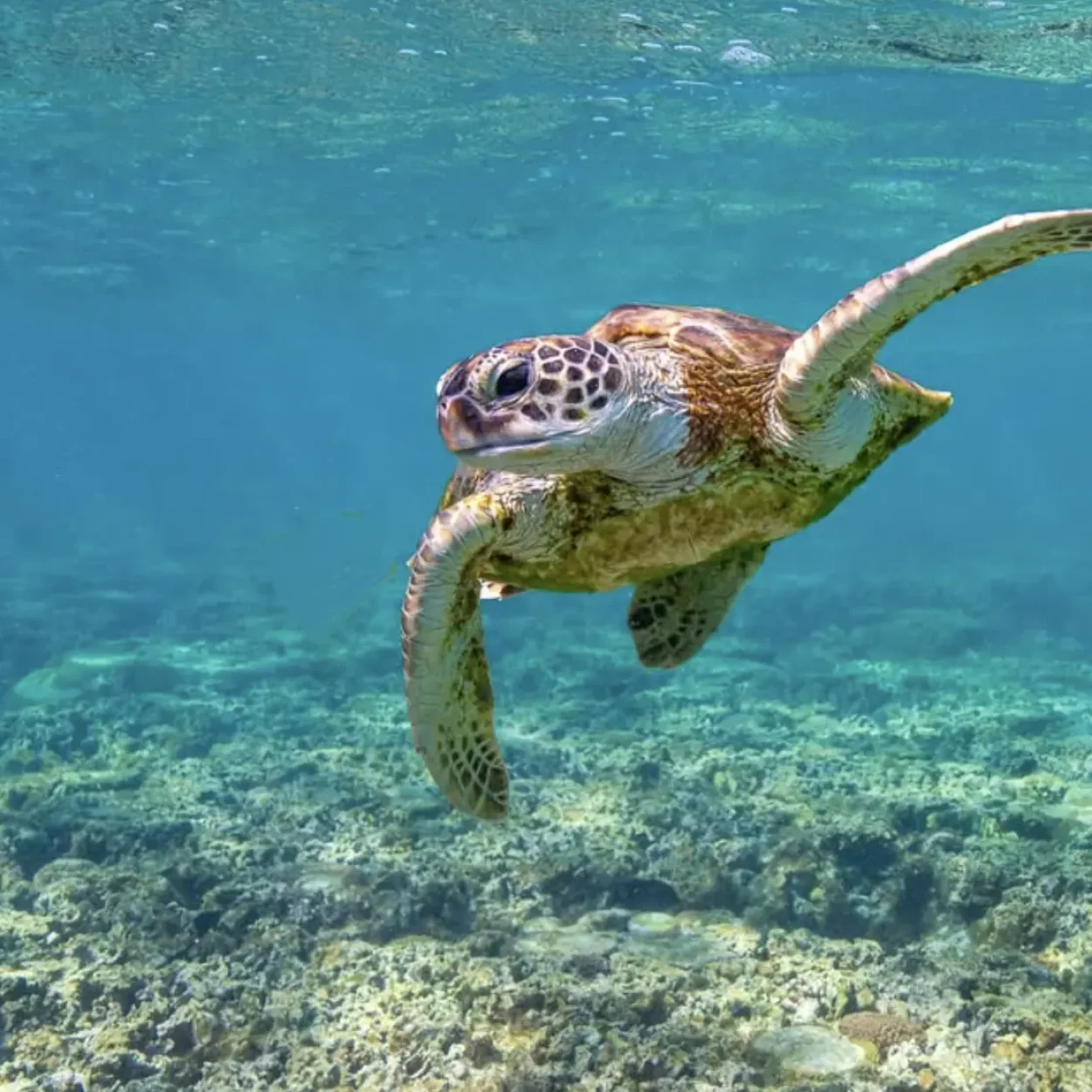 snorkeller exploring coral gardens on the great barrier reef