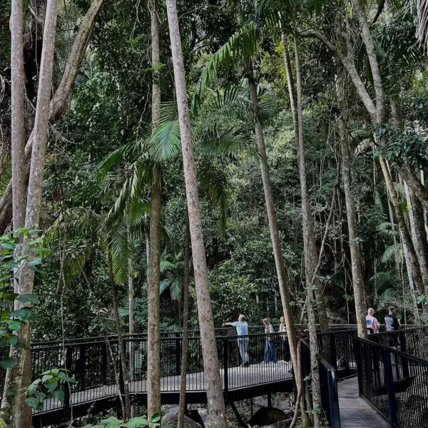 trip Tamborine Rainforest Skywalk from Gold Coast