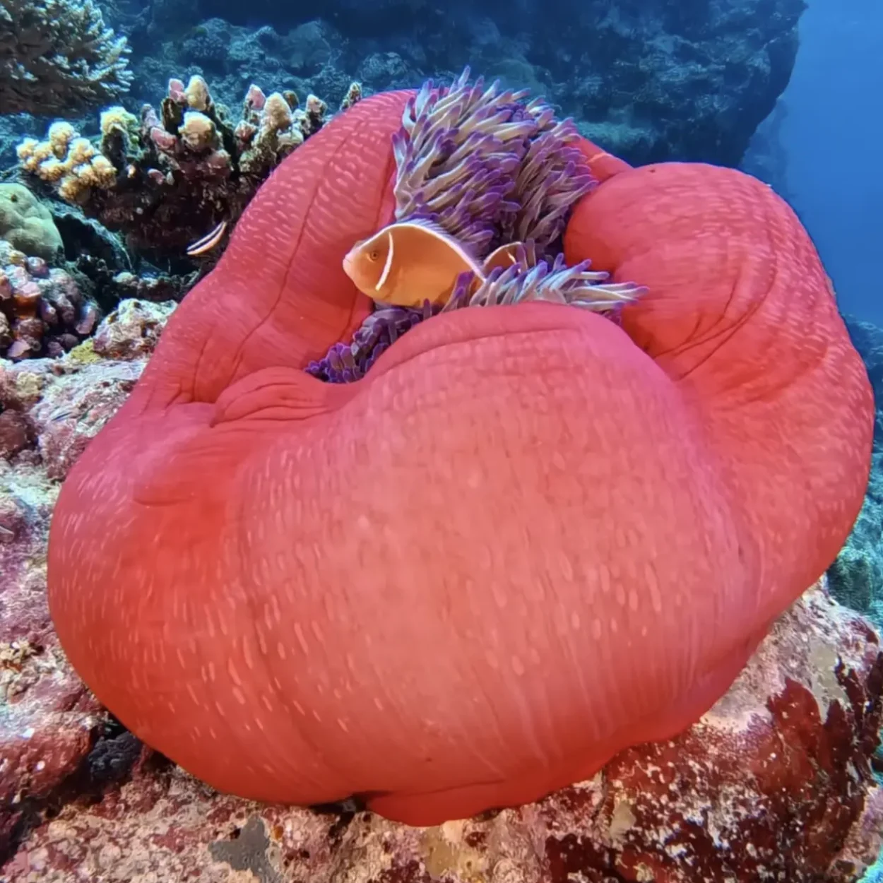 unique dining experiences Great Barrier Reef
