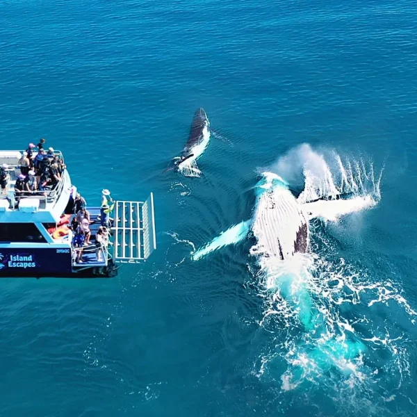 whale watching fraser island