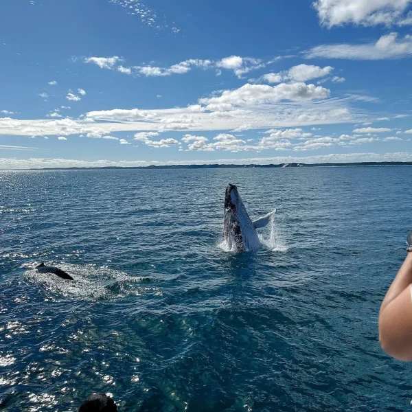 whale watching from hervey bay