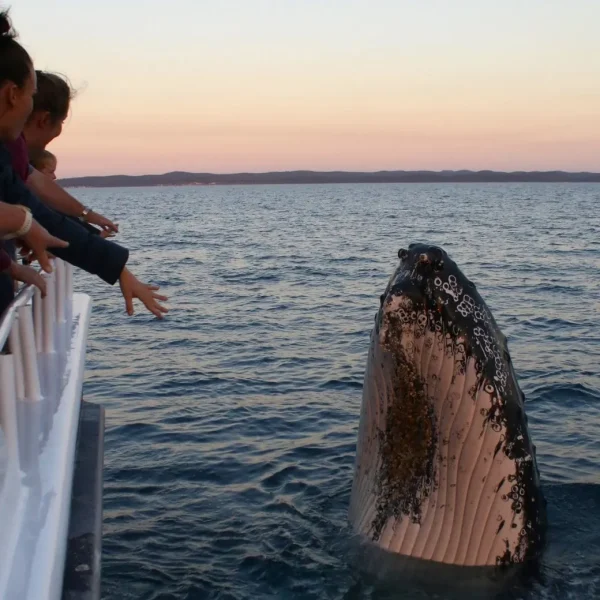 whale watching hervey bay