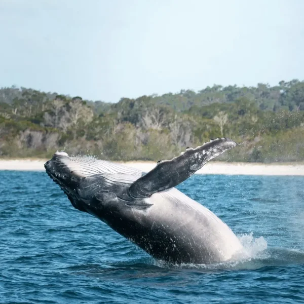 whale watching tour hervey bay