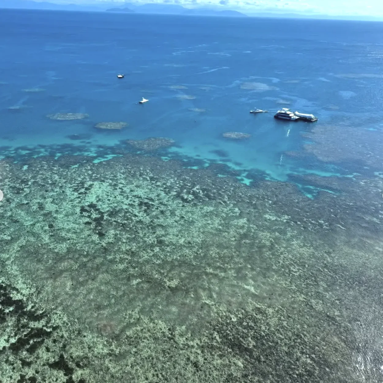 white-tip reef shark cruising a shallow bommie edge